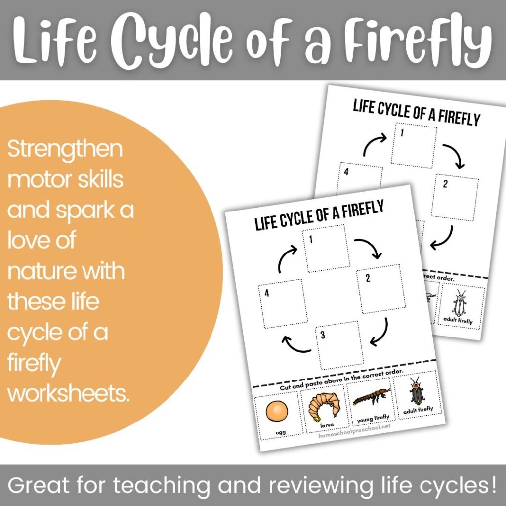 Life Cycle Of A Firefly Worksheet Homeschool Preschool Shop